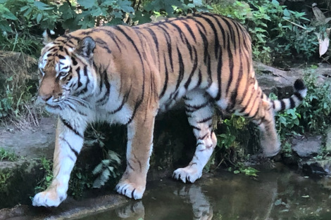 Tiger im Außengehege.