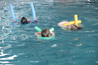 Drei Kinder schwimmen mithilfe von Schwimmnudeln auf dem Rücken in einem Swimmingpool eines Hallenbades.